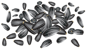 Sunflower seeds PNG-42970